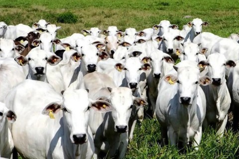 China reconhece Brasil como livre da febre aftosa
