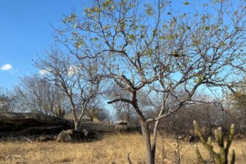 Governo federal reconhece emergência em Pocinhos e mais duas cidades da PB